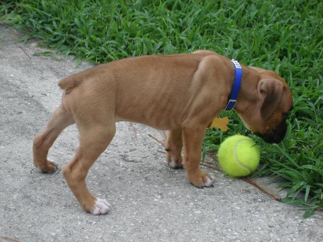 Tyson2
