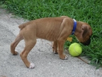 Tyson2