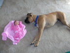 Rocky guarding his new baby sis