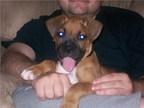 Achilles at 9 weeks