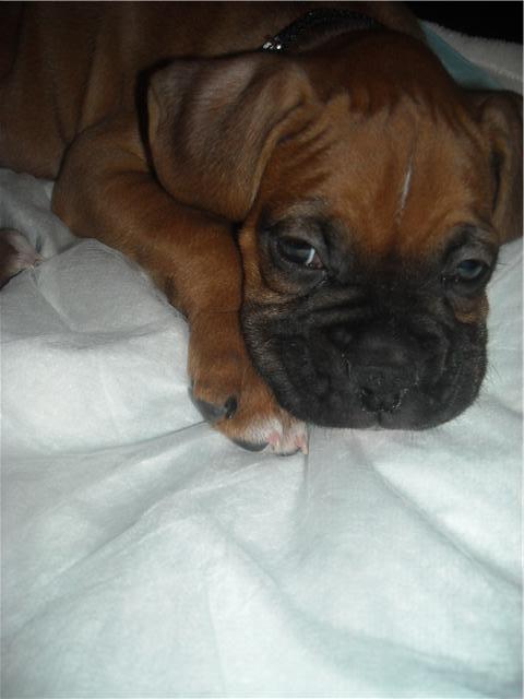 Maverick
