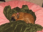 Little Ivy
