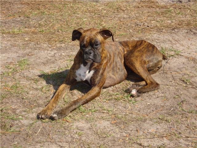 Dutchess at 2 years