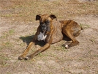 Dutchess at 2 years