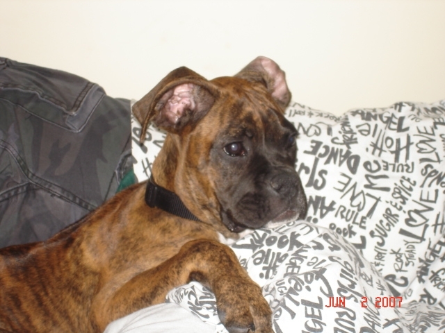 Dutchess
