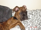 Dutchess