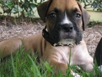 Havok in his new home in Savannah