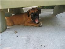 Lola
