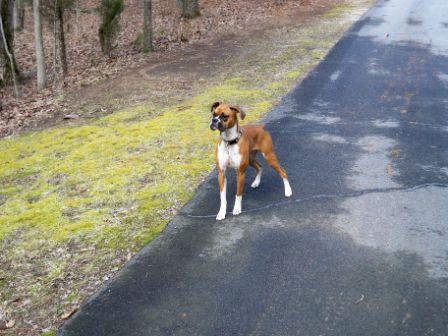 Zoey at 1 year