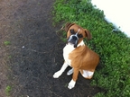 Buster @ 6 months
