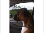 Bentley at 1 year