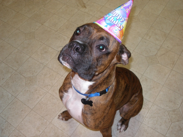 Busters 1st Birthday