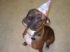 Busters 1st Birthday