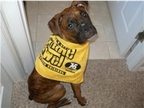 Buster Steeler Fan