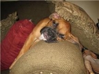 Silly Savannah