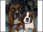 Lennox with big sister Suzie-Q