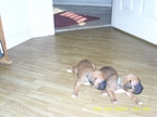Daisy & Duke