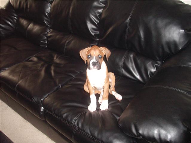 King (Roxie and Brutus litter)