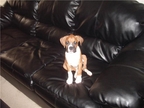 King (Roxie and Brutus litter)