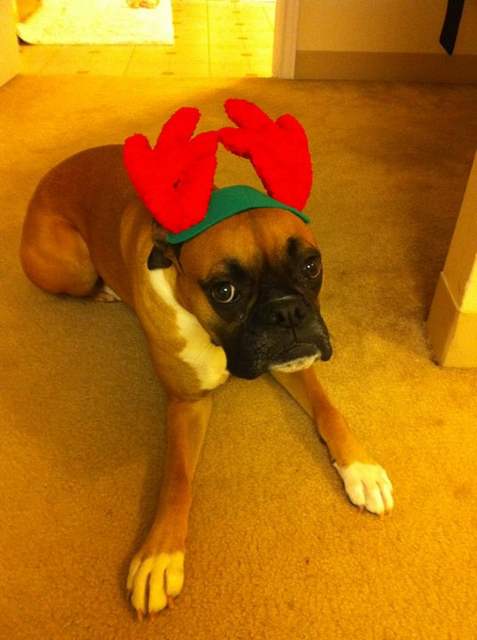 Tessa@ Christmas '10