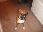 Havok at 6 months