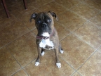 Handsome Zeus