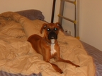 Ivy at 6 months