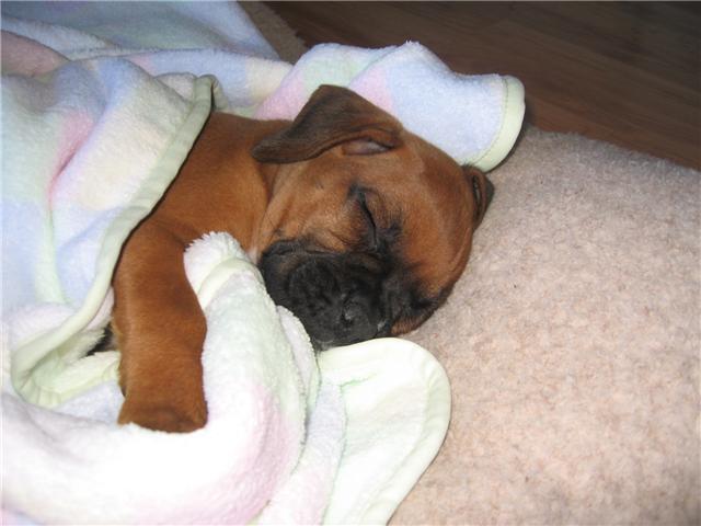 Bella in her new home in Maryland