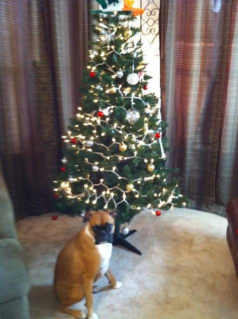 Tessa@Christmas 2010