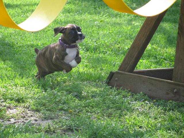 Luna in her new home in Md.