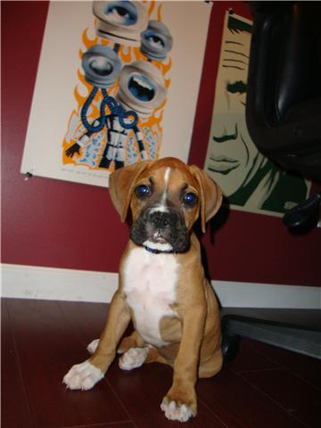 Dexter at 10 weeks