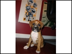 Dexter at 10 weeks