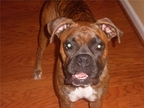 Savannah at 2 years