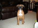 Bentley at 3 months
