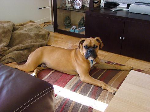 Rocky at 6 months