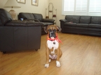 Bentley at 6 months