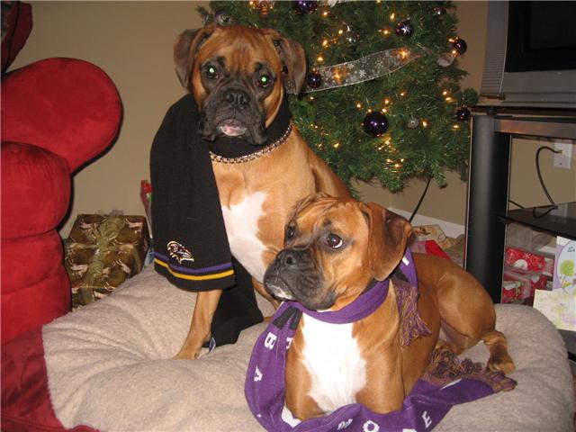 Bella &amp; Bentley