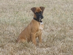 Diesel at 12 weeks