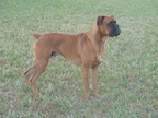 Diesel at 1 yr.