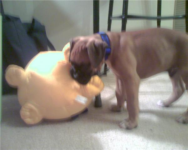 Barney in his new home in Va.
