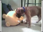 Barney in his new home in Va.
