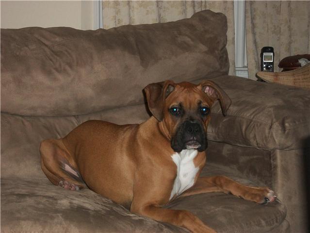 Achilles