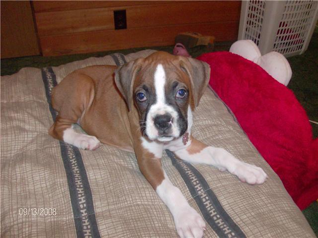 Roxy (Angel &amp; Tyson's) little girl