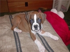 Roxy (Angel & Tyson's) little girl
