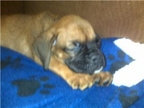Miles catching some zzz's
