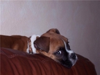 Niko at 11 weeks