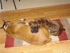 Duke and Dutchess