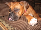Sugar Ray at 1 year