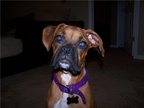 Jersey at 1 year