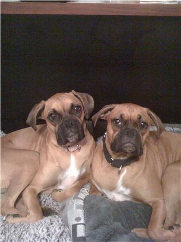 Year old Ginger and Jasmine